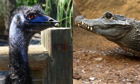 why are birds similar to reptiles